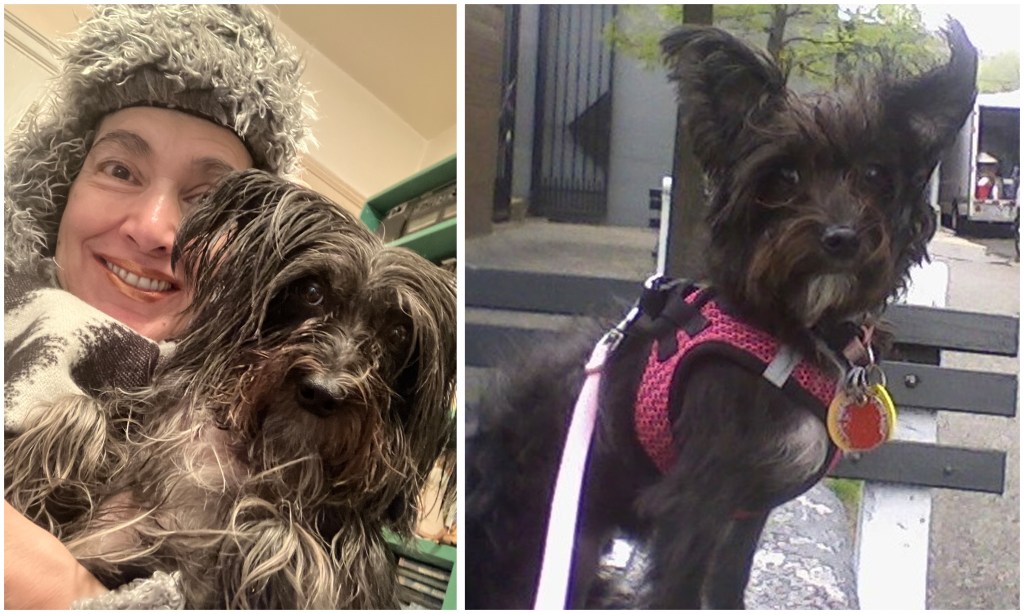 Neighbor’s canine care offer turns into legal battle in Brooklyn as owner demands dog back