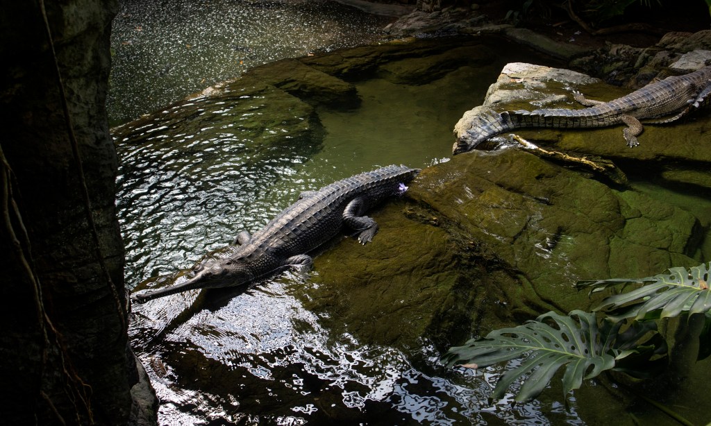Crocodile bites handler at Bronx Zoo