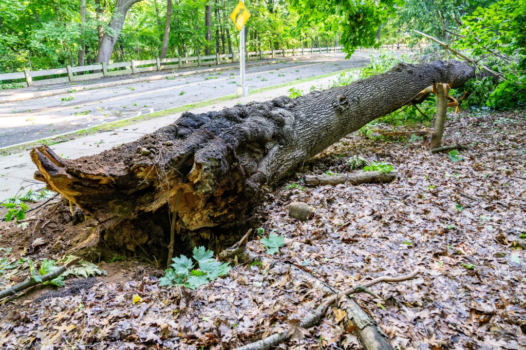 Falling tree kills man, 85, in Queens Forest Park as storm downs hundreds of trees citywide